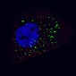ATG4B Antibody (C-term)